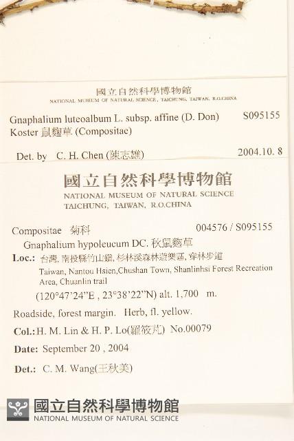 鼠麴草藏品圖，第2張