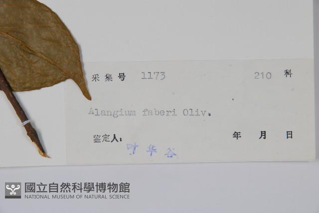 小花八角楓藏品圖，第2張