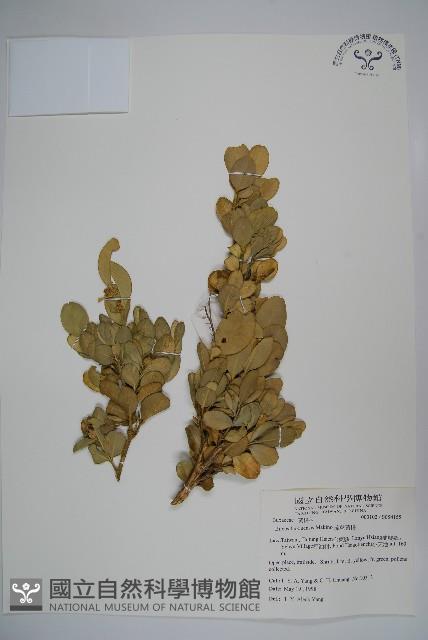 琉球黃楊藏品圖，第1張