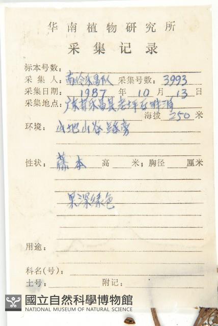 卵葉菜欒藤藏品圖，第2張