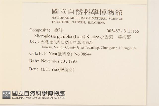 小舌菊、蔓綿菜藏品圖，第2張