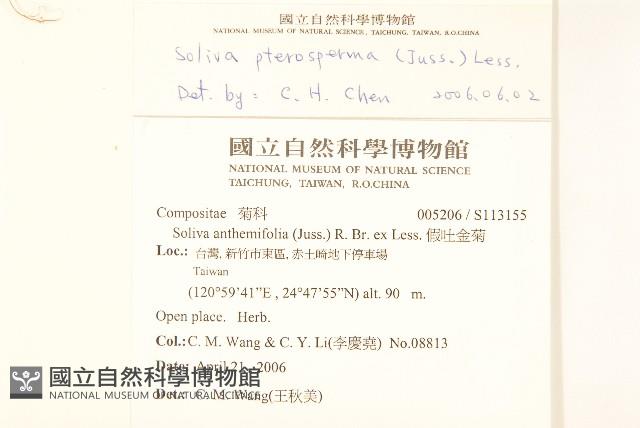 翅果假吐金菊藏品圖，第2張