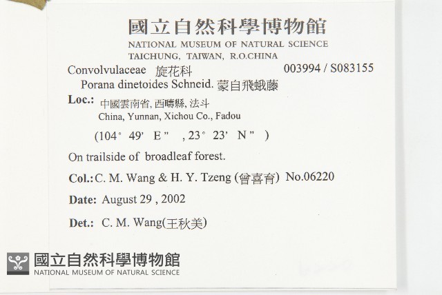 蒙自飛蛾藤藏品圖，第2張