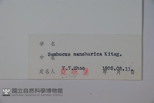 東北接骨木藏品圖，第2張