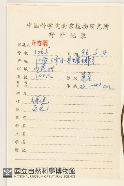 毛大丁草藏品圖，第2張