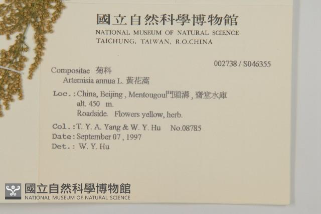 黃花蒿藏品圖，第2張