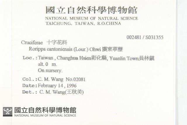 廣東葶藶藏品圖，第2張