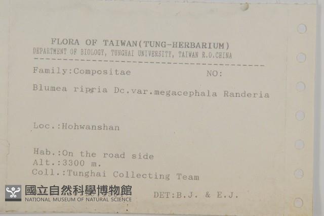 大頭艾納香藏品圖，第2張