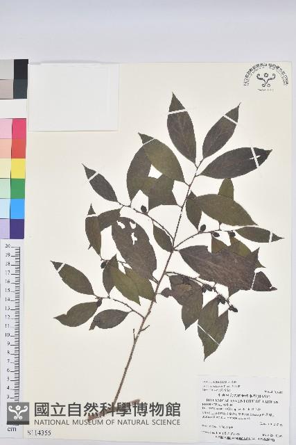 刺杜密藏品圖，第1張