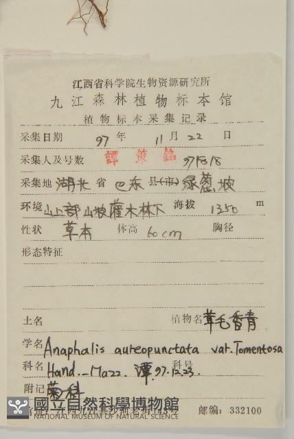 絨毛黃腺香青藏品圖，第2張