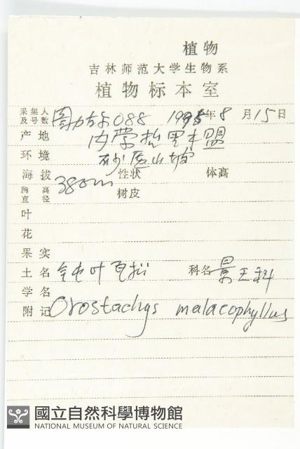 鈍葉瓦松藏品圖，第2張