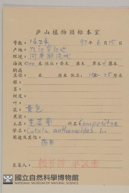 芫荽菊藏品圖，第2張