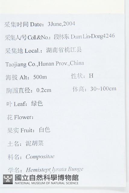 泥胡菜藏品圖，第2張