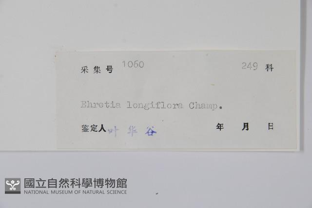 長花厚殼樹藏品圖，第2張