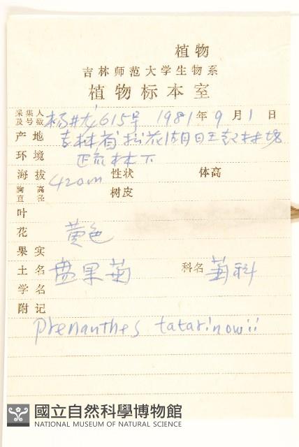 盤果菊藏品圖，第2張