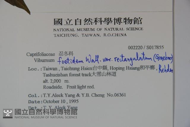 狹葉莢迷藏品圖，第2張