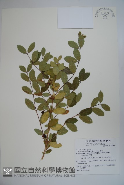 追分忍冬藏品圖，第1張