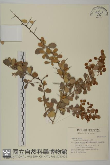 北仲, 刺裸實藏品圖，第1張