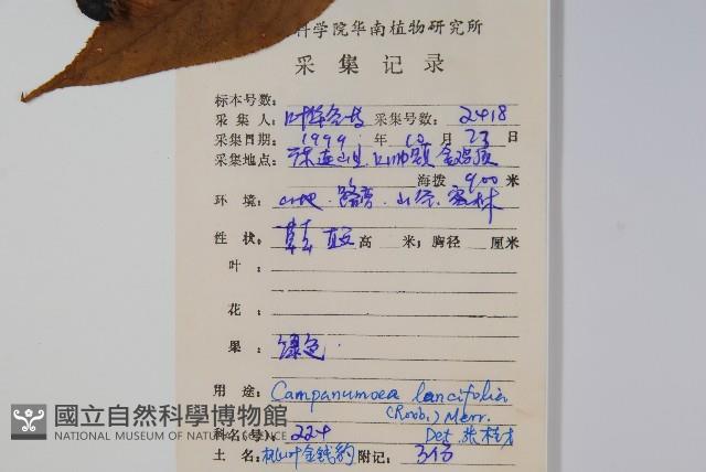 臺灣土黨參藏品圖，第2張