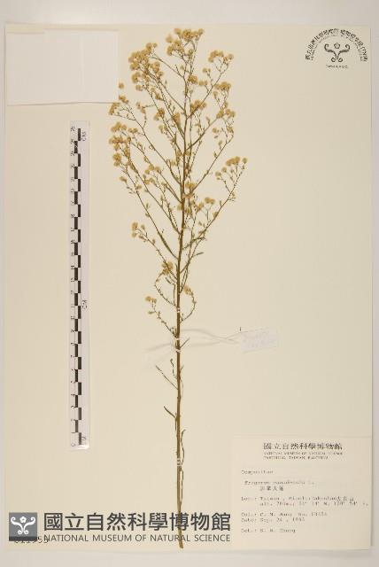 加拿大蓬藏品圖，第1張