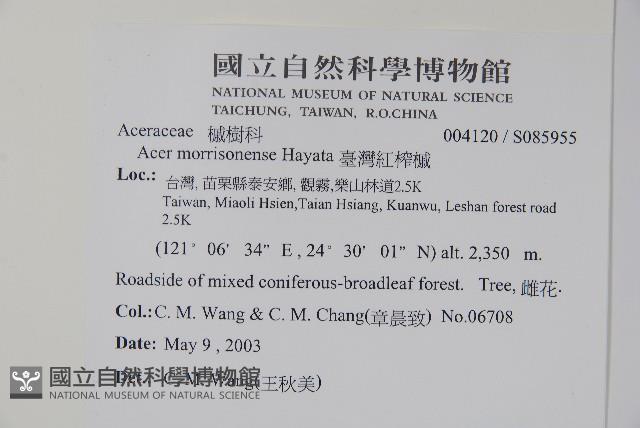 臺灣紅榨槭藏品圖，第2張