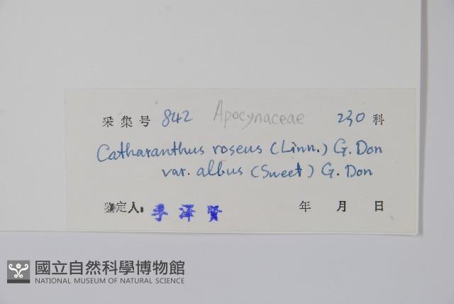 白長春花藏品圖，第2張