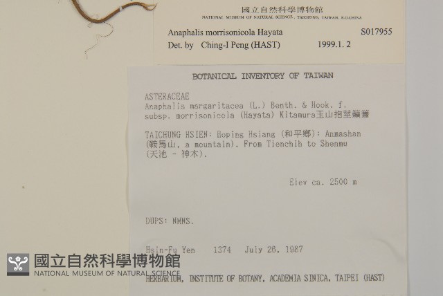 玉山抱莖籟簫藏品圖，第2張