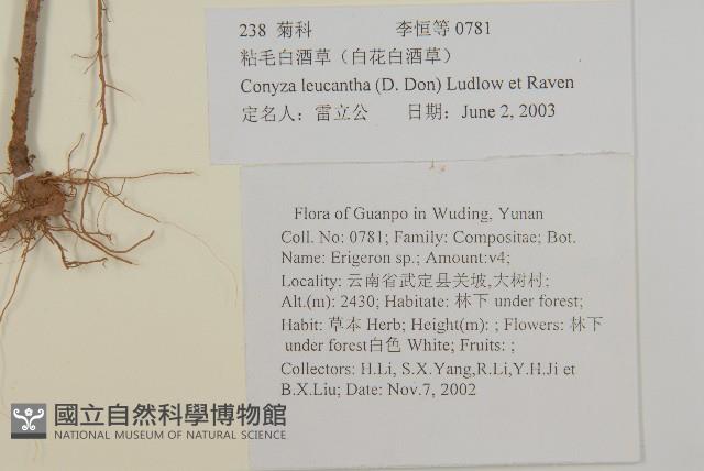 粘毛假蓬藏品圖，第2張