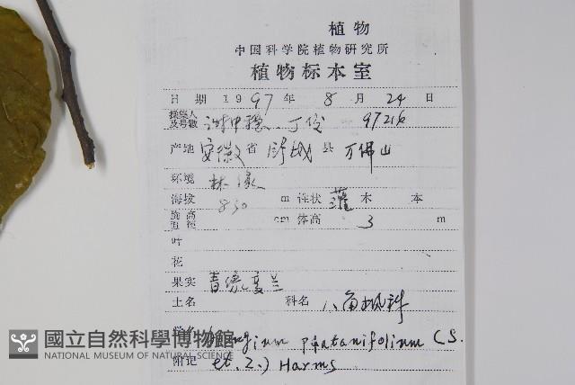 八角楓、瓜木藏品圖，第2張