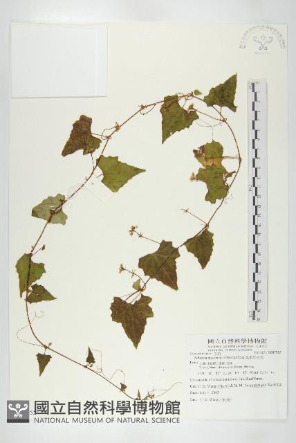 黑果馬交兒藏品圖，第4張