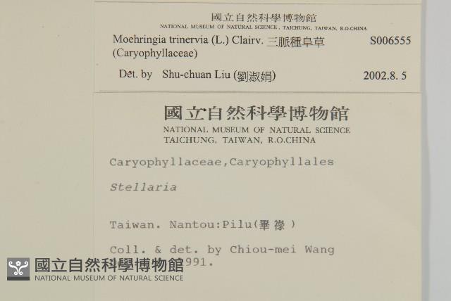 三脈種阜草藏品圖，第2張