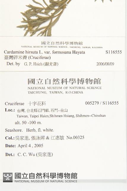 獨行菜藏品圖，第2張