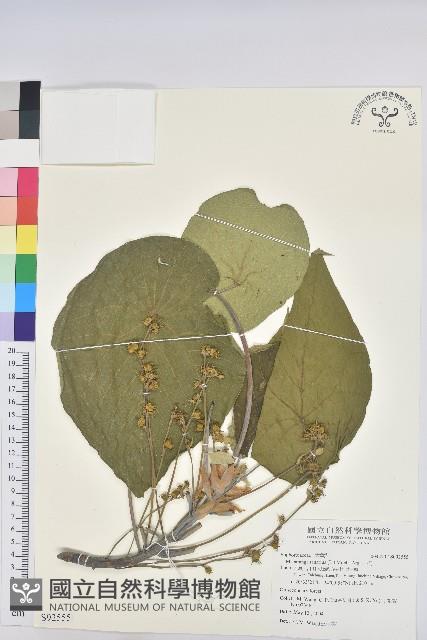 血桐藏品圖，第1張