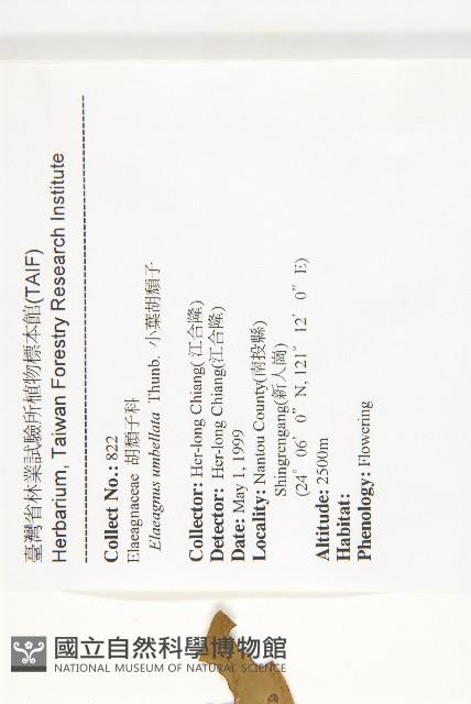 小葉胡頹子藏品圖，第2張