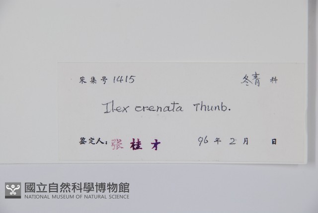 假黃楊藏品圖，第2張