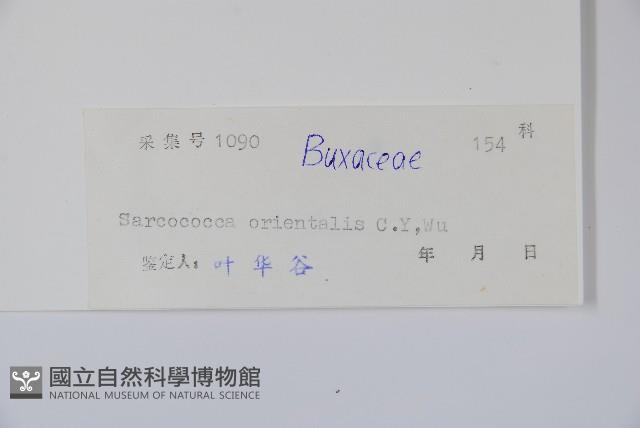 東方野扇花藏品圖，第2張