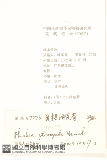 光梗闊苞菊藏品圖，第2張