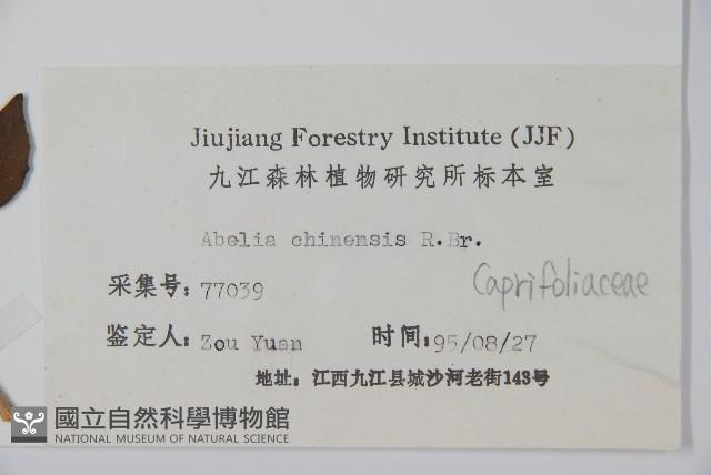 臺灣糯米條藏品圖，第2張