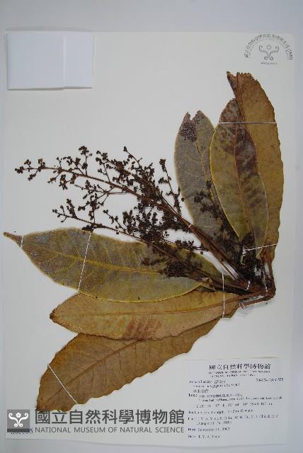 臺東漆樹藏品圖，第1張