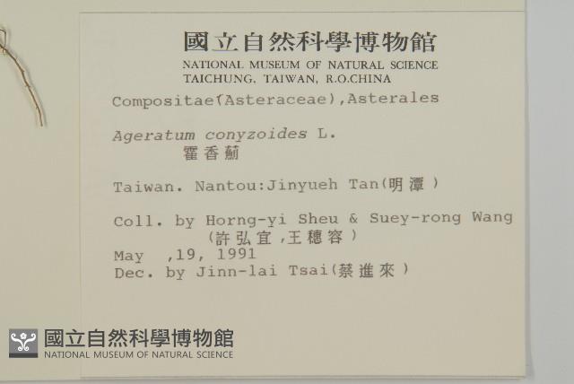 霍香薊藏品圖，第2張