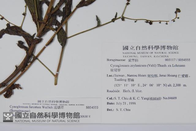 琉璃草藏品圖，第2張