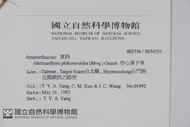 空心蓮子草藏品圖，第2張