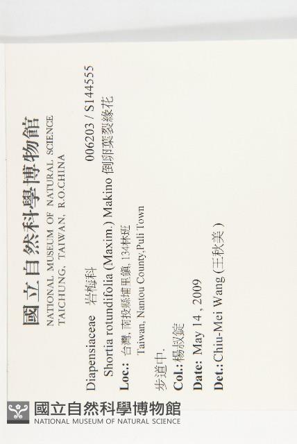 倒卵葉裂緣花藏品圖，第2張