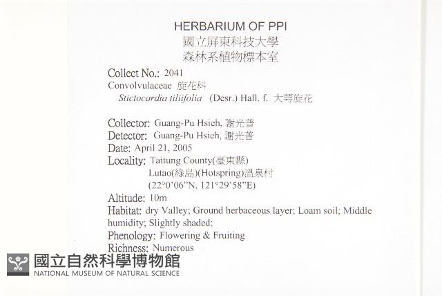 大萼旋花藏品圖，第2張