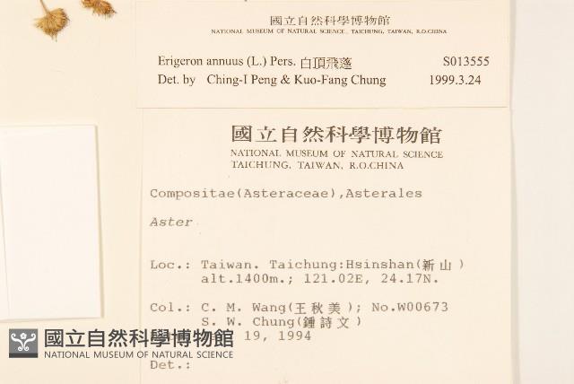 白頂飛蓬藏品圖，第2張