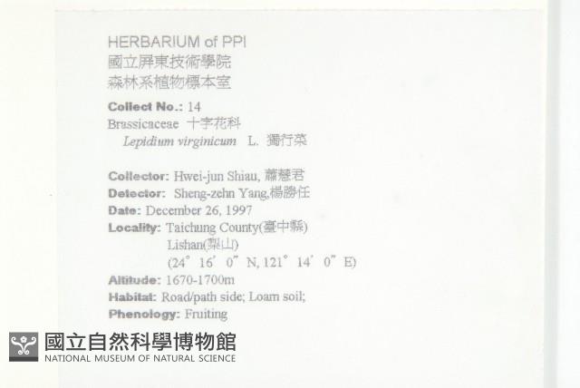 獨行菜藏品圖，第2張