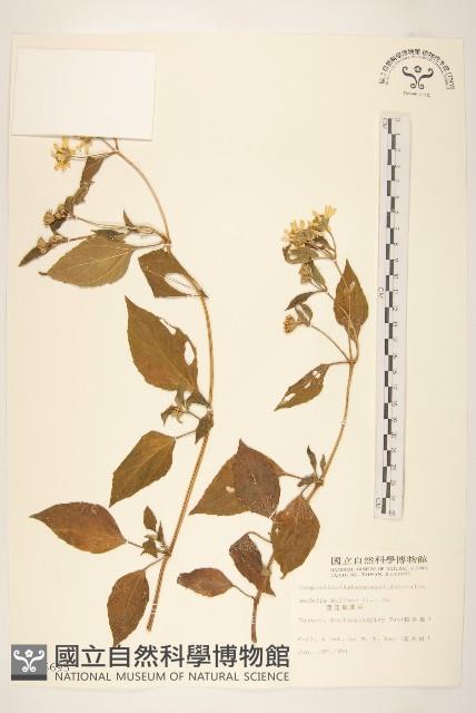 雙花蟛蜞菊藏品圖，第1張