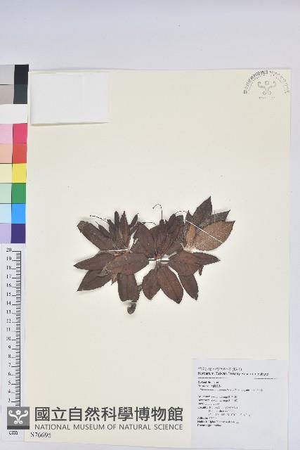 玉山杜鵑藏品圖，第1張