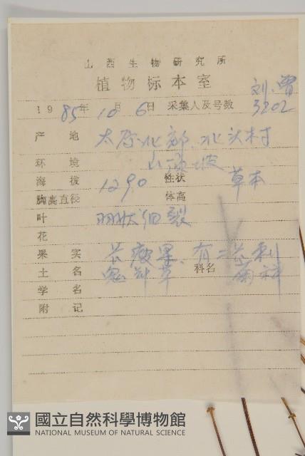 小花鬼針草藏品圖，第2張