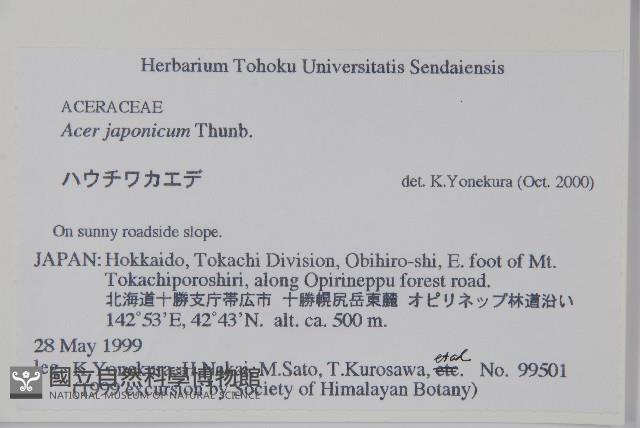 團扇槭藏品圖，第2張